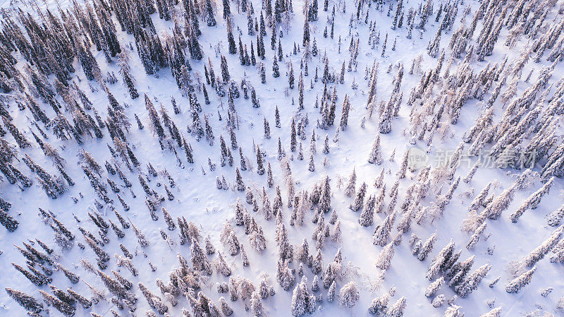 Aerial view from drone of frozen snowy peaks of endless coniferous forest trees in Lapland National park environment, birdâs eye top view of famous natural landmark in Riisitunturi on winter season